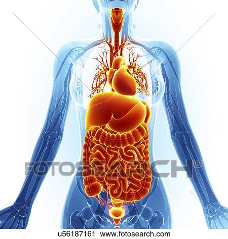 Human internal organs, artwork View Large Illustration Clip Art - Human internal organs, artwork. Fotosearch