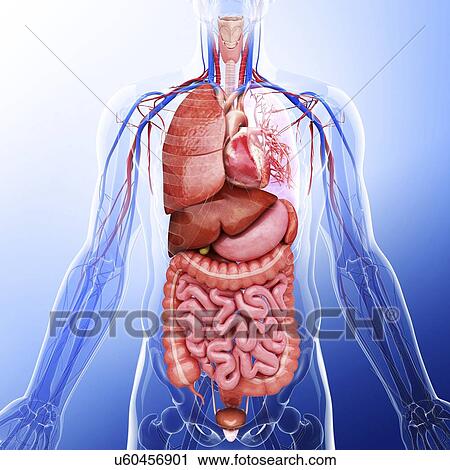 Clip Art - Human internal organs, artwork. Fotosearch