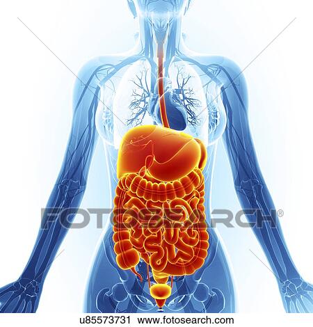 Human internal organs, artwork View Large Illustration Clip Art - Human internal organs, artwork. Fotosearch