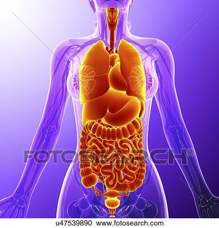 Human internal organs, artwork View Large Illustration Clipart - Human internal organs, artwork. Fotosearch