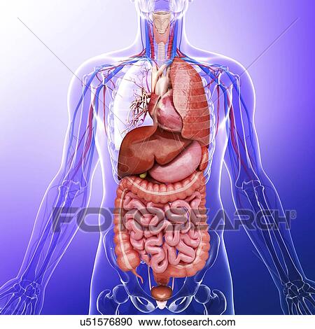 Clipart - Human internal organs, artwork. Fotosearch