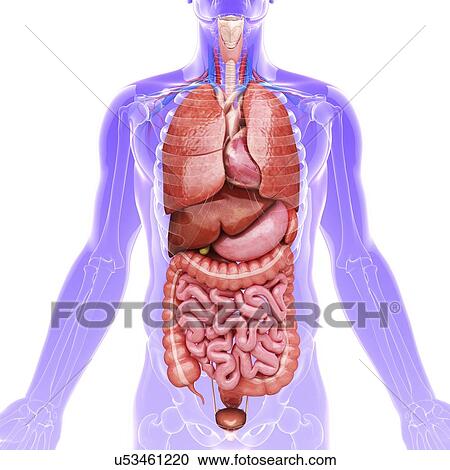 Clipart - Human internal organs, artwork. Fotosearch