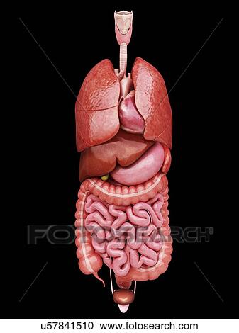 Human internal organs, artwork View Large Illustration Clipart - Human internal organs, artwork. Fotosearch
