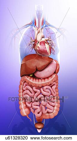 Clipart - Human internal organs, artwork. Fotosearch