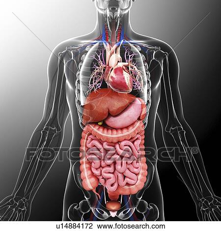Drawing - Human internal organs, artwork. Fotosearch