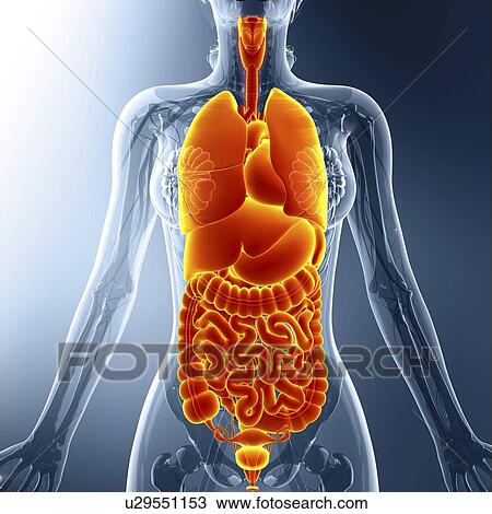 Human internal organs, artwork View Large Illustration Drawing - Human internal organs, artwork. Fotosearch