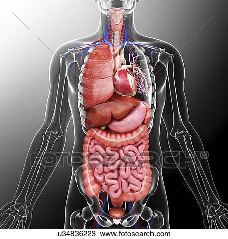 Human internal organs, artwork View Large Illustration Drawing - Human internal organs, artwork. Fotosearch