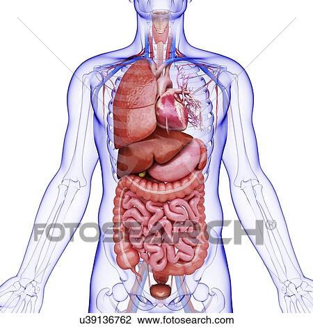 Human internal organs, artwork View Large Illustration Drawing - Human internal organs, artwork. Fotosearch