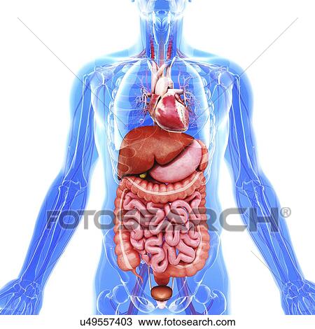 Drawing - Human internal organs, artwork. Fotosearch
