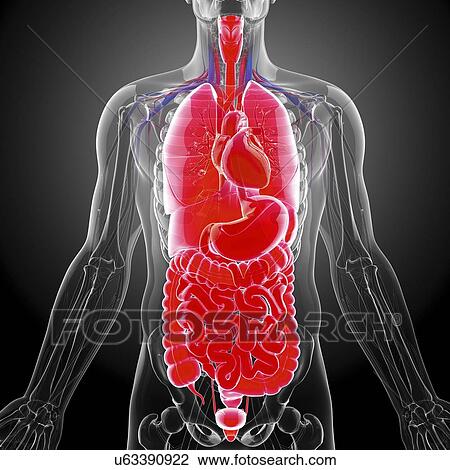 Drawing - Human internal organs, artwork. Fotosearch