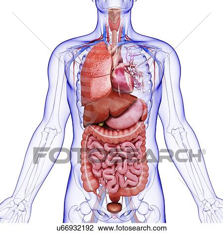 Drawing - Human internal organs, artwork. Fotosearch