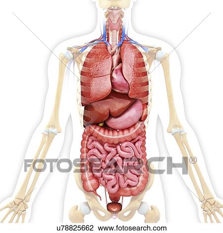 Drawing - Human internal organs, artwork. Fotosearch