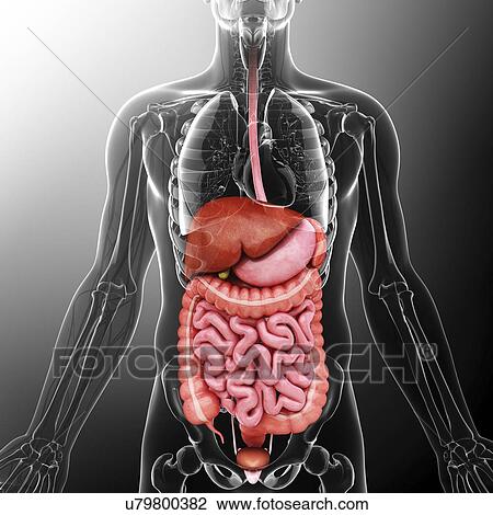 Drawing - Human internal organs, artwork. Fotosearch