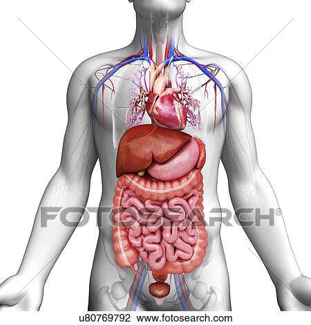 Drawing - Human internal organs, artwork. Fotosearch