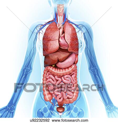 Drawing - Human internal organs, artwork. Fotosearch