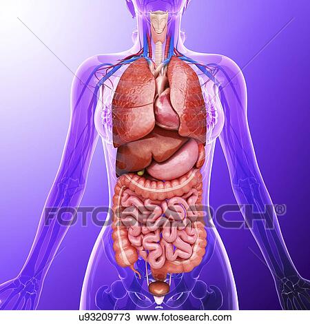 Human internal organs, artwork View Large Illustration Drawing - Human internal organs, artwork. Fotosearch