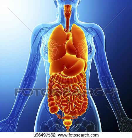 Drawing - Human internal organs, artwork. Fotosearch