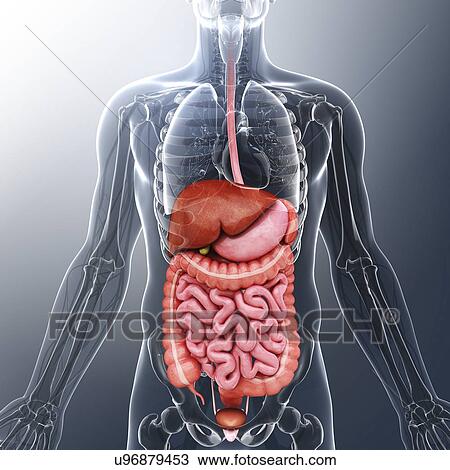 Human internal organs, artwork View Large Illustration Drawing - Human internal organs, artwork. Fotosearch