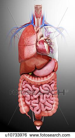 Stock Illustration - Human internal organs, artwork. Fotosearch