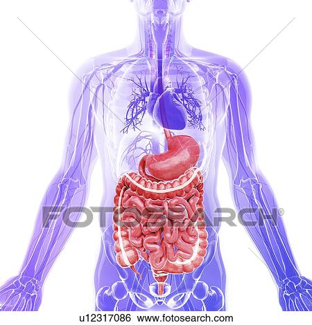 Human internal organs, artwork View Large Illustration Stock Illustration - Human internal organs, artwork. Fotosearch