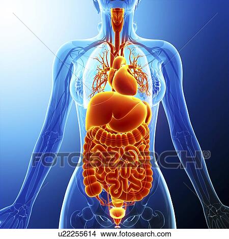 Human internal organs, artwork View Large Illustration Stock Illustration - Human internal organs, artwork. Fotosearch