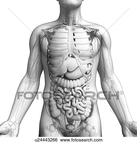 Human internal organs, artwork View Large Illustration Stock Illustration - Human internal organs, artwork. Fotosearch
