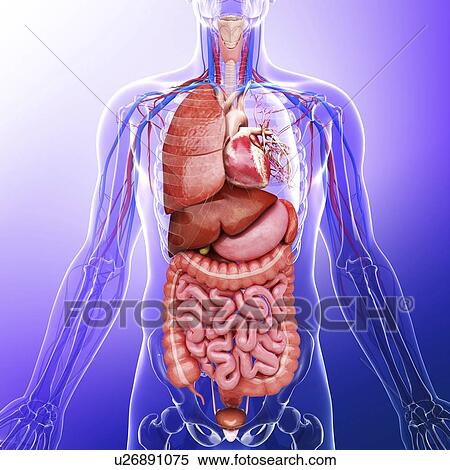 Stock Illustration - Human internal organs, artwork. Fotosearch