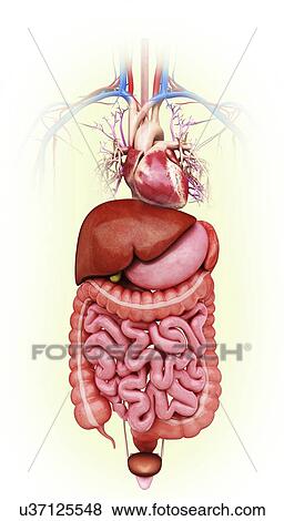 Stock Illustration - Human internal organs, artwork. Fotosearch