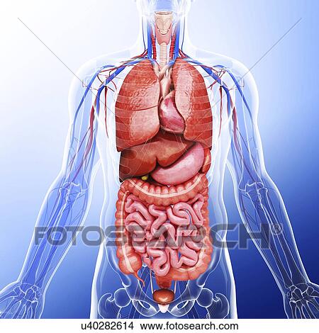 Stock Illustration - Human internal organs, artwork. Fotosearch