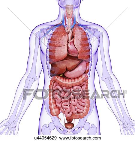 Human internal organs, artwork View Large Illustration Stock Illustration - Human internal organs, artwork. Fotosearch