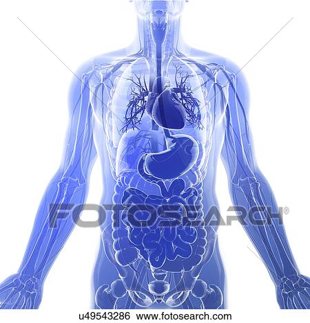 Human internal organs, artwork View Large Illustration Stock Illustration - Human internal organs, artwork. Fotosearch