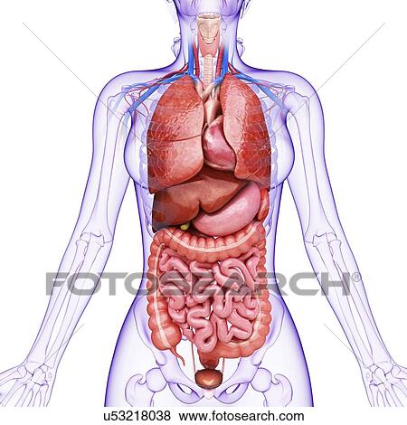 Human internal organs, artwork View Large Illustration Stock Illustration - Human internal organs, artwork. Fotosearch