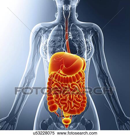 Stock Illustration - Human internal organs, artwork. Fotosearch