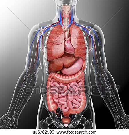 Stock Illustration - Human internal organs, artwork. Fotosearch
