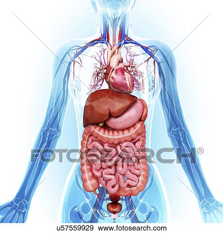 Stock Illustration - Human internal organs, artwork. Fotosearch