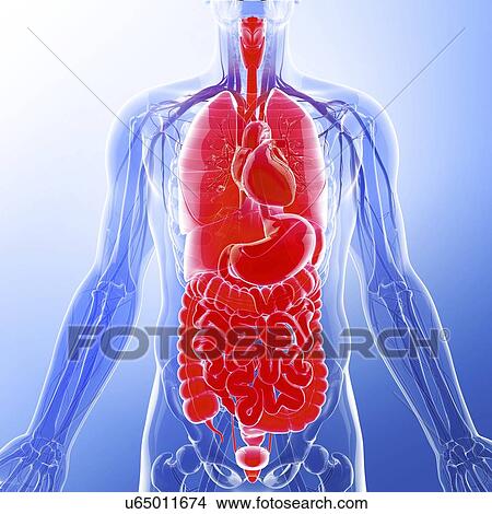 Stock Illustration - Human internal organs, artwork. Fotosearch