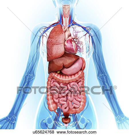 Human internal organs, artwork View Large Illustration Stock Illustration - Human internal organs, artwork. Fotosearch