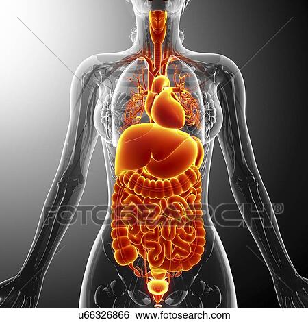 Human internal organs, artwork View Large Illustration Stock Illustration - Human internal organs, artwork. Fotosearch