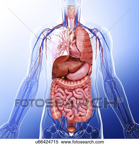 Human internal organs, artwork View Large Illustration Stock Illustration - Human internal organs, artwork. Fotosearch