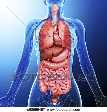 Stock Illustration - Human internal organs, artwork. Fotosearch