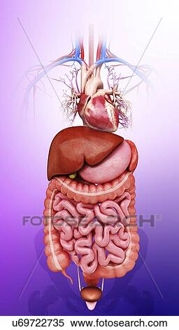 Stock Illustration - Human internal organs, artwork. Fotosearch