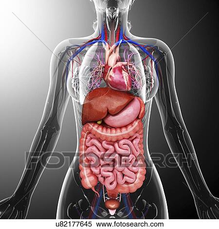 Stock Illustration - Human internal organs, artwork. Fotosearch