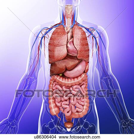 Human internal organs, artwork View Large Illustration Stock Illustration - Human internal organs, artwork. Fotosearch