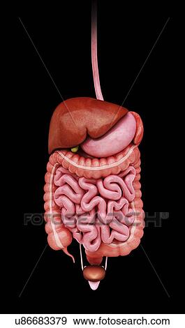 Stock Illustration - Human internal organs, artwork. Fotosearch