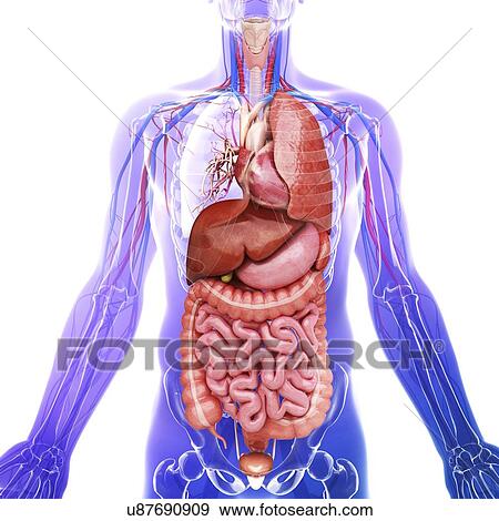 Human internal organs, artwork View Large Illustration Stock Illustration - Human internal organs, artwork. Fotosearch