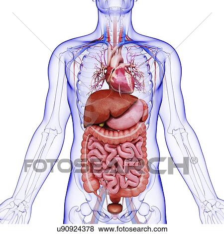 Stock Illustration - Human internal organs, artwork. Fotosearch