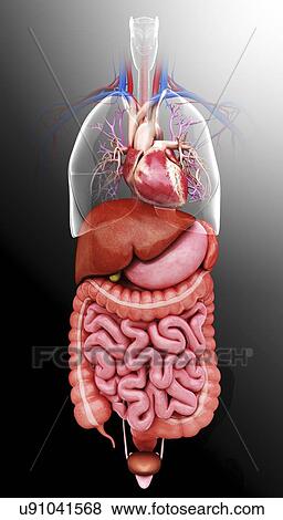 Human internal organs, artwork View Large Illustration Stock Illustration - Human internal organs, artwork. Fotosearch
