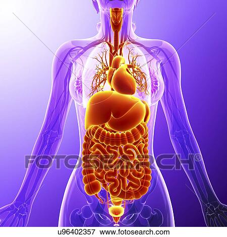 Stock Illustration - Human internal organs, artwork. Fotosearch