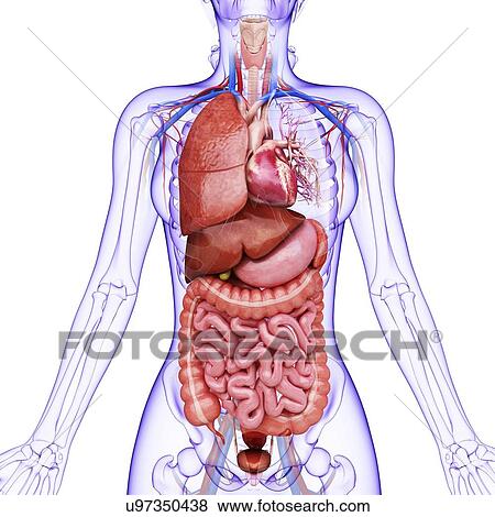 Human internal organs, artwork View Large Illustration Stock Illustration - Human internal organs, artwork. Fotosearch