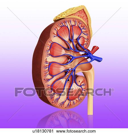 Human kidney, artwork View Large Illustration Clip Art - Human kidney, artwork. Fotosearch